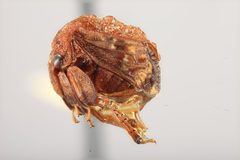 Bolbonota atitla by the Smithsonian. Used under a CC0 license.