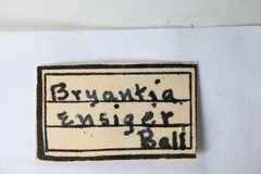 Bryantopsis ensiger by the Smithsonian. Used under a CC0 license.