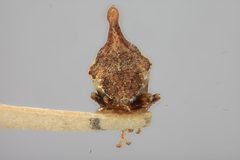 Bryantopsis ensiger humerosus by the Smithsonian. Used under a CC0 license.