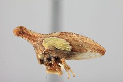 Bryantopsis ensiger humerosus by the Smithsonian. Used under a CC0 license.
