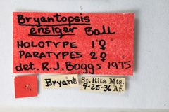 Bryantopsis ensiger by the Smithsonian. Used under a CC0 license.