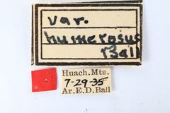 Bryantopsis ensiger humerosus by the Smithsonian. Used under a CC0 license.