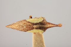 Bryantopsis ensiger humerosus by the Smithsonian. Used under a CC0 license.