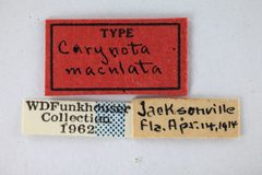 Carynota maculata by the Smithsonian. Used under a CC0 license.