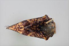 Carynota maculata by the Smithsonian. Used under a CC0 license.