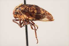 Carynota maculata by the Smithsonian. Used under a CC0 license.