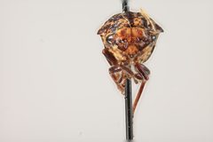 Carynota maculata by the Smithsonian. Used under a CC0 license.
