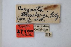 Carynota strombergi by the Smithsonian. Used under a CC0 license.