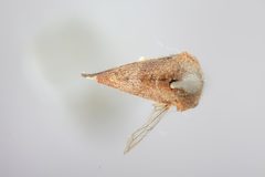 Carynota strombergi by the Smithsonian. Used under a CC0 license.