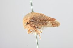 Carynota strombergi by the Smithsonian. Used under a CC0 license.