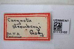 Carynota strombergi by the Smithsonian. Used under a CC0 license.