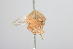 Carynota strombergi by the Smithsonian. Used under a CC0 license.