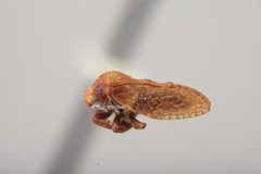 Centrodontus atlas reticulatus by the Smithsonian. Used under a CC0 license.