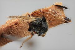 Centrotus flavipes by the Smithsonian. Used under a CC0 license.