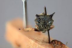 Centrotus flavipes by the Smithsonian. Used under a CC0 license.