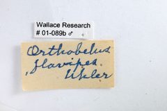 Centrotus flavipes by the Smithsonian. Used under a CC0 license.