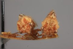 Cyrtolobus oblongatus by the Smithsonian. Used under a CC0 license.