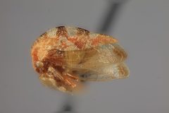 Cyrtolobus oblongatus by the Smithsonian. Used under a CC0 license.