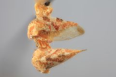 Cyrtolobus oblongatus by the Smithsonian. Used under a CC0 license.