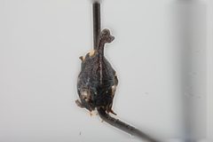 Enchenopa ansera by the Smithsonian. Used under a CC0 license.