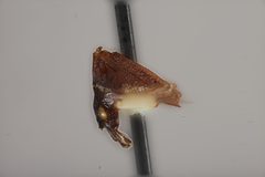 Enchenopa tatei by the Smithsonian. Used under a CC0 license.