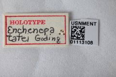 Enchenopa tatei by the Smithsonian. Used under a CC0 license.