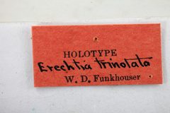 Erechtia trinotata by the Smithsonian. Used under a CC0 license.
