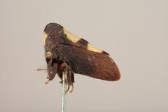 Erechtia trinotata by the Smithsonian. Used under a CC0 license.