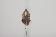 Erechtia trinotata by the Smithsonian. Used under a CC0 license.