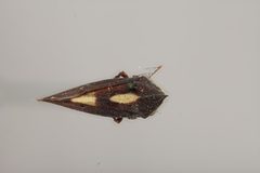 Erechtia trinotata by the Smithsonian. Used under a CC0 license.