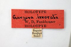 Gargara irrorata by the Smithsonian. Used under a CC0 license.