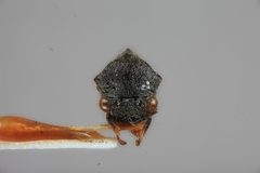 Gargara nigra by the Smithsonian. Used under a CC0 license.