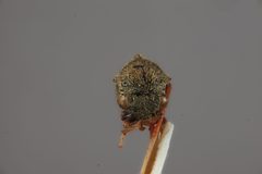 Gargara pilinervosa by the Smithsonian. Used under a CC0 license.