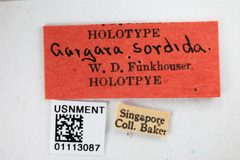 Gargara sordida by the Smithsonian. Used under a CC0 license.