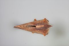 Glossonotus nimbulatus by the Smithsonian. Used under a CC0 license.