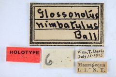 Glossonotus nimbulatus by the Smithsonian. Used under a CC0 license.