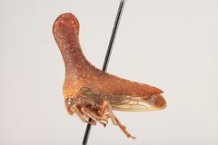 Glossonotus nimbulatus by the Smithsonian. Used under a CC0 license.