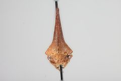 Glossonotus nimbulatus by the Smithsonian. Used under a CC0 license.