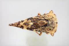 Heliria fitchi by the Smithsonian. Used under a CC0 license.