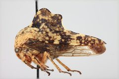 Heliria fitchi by the Smithsonian. Used under a CC0 license.