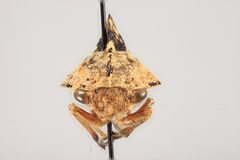 Heliria fitchi by the Smithsonian. Used under a CC0 license.