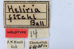 Heliria fitchi by the Smithsonian. Used under a CC0 license.