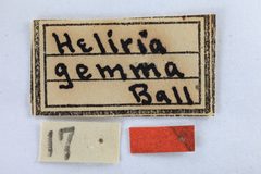 Heliria gemma by the Smithsonian. Used under a CC0 license.