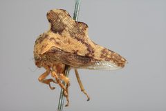 Heliria gibberata by the Smithsonian. Used under a CC0 license.