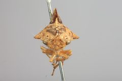 Heliria gibberata by the Smithsonian. Used under a CC0 license.