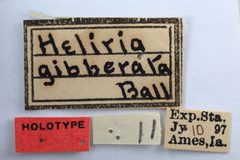 Heliria gibberata by the Smithsonian. Used under a CC0 license.