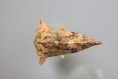 Heliria gibberata by the Smithsonian. Used under a CC0 license.