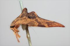 Heliria strombergi by the Smithsonian. Used under a CC0 license.