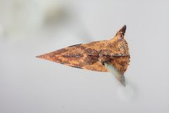 Heliria strombergi by the Smithsonian. Used under a CC0 license.