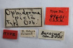 Idioderma picta by the Smithsonian. Used under a CC0 license.